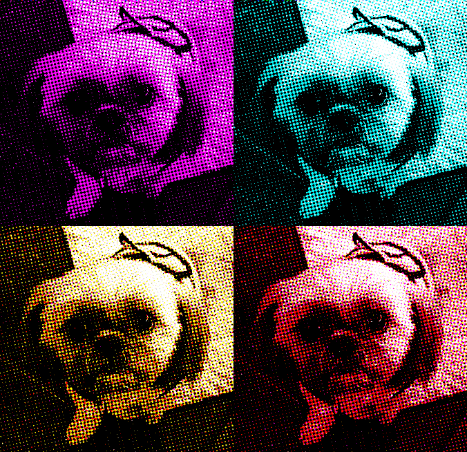 Pini - The Laid Back Shih Tzu